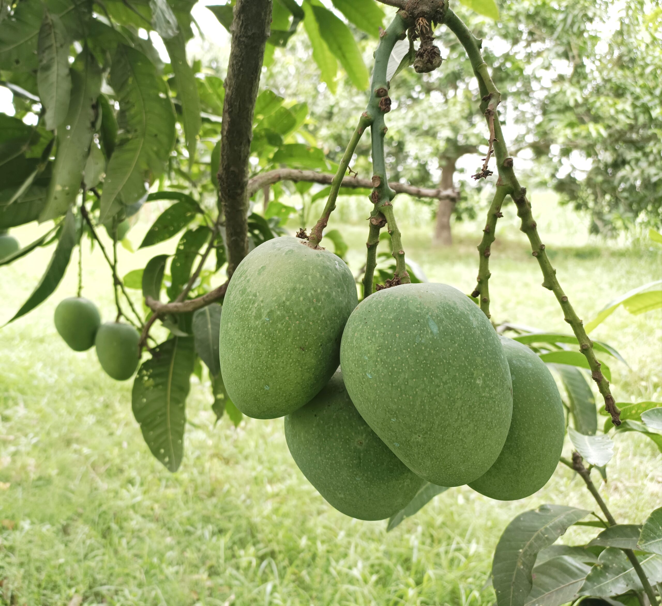 খিরসাপাত আম